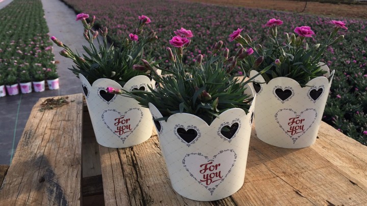 Pink Kisses potten