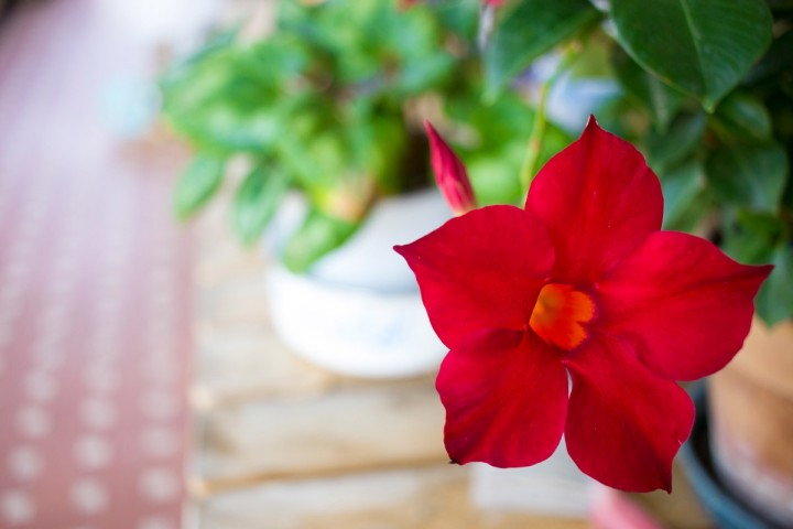 Mandevilla