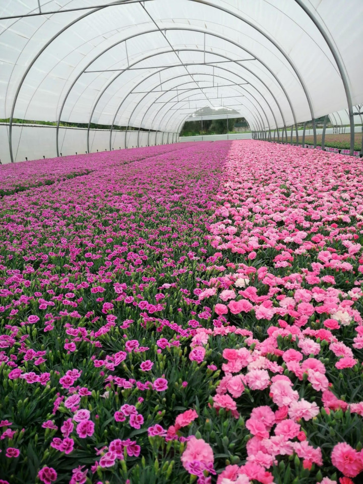 Mariana Pink kisses - I Love U